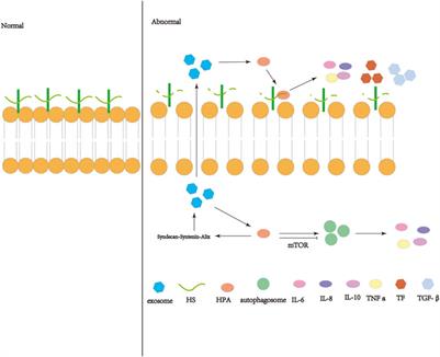 Role of heparanase in ARDS through autophagy and exosome pathway (review)